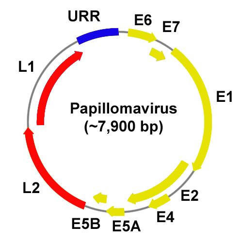Humán papillomavírus - Humán papillomavírus 6. genom genom
