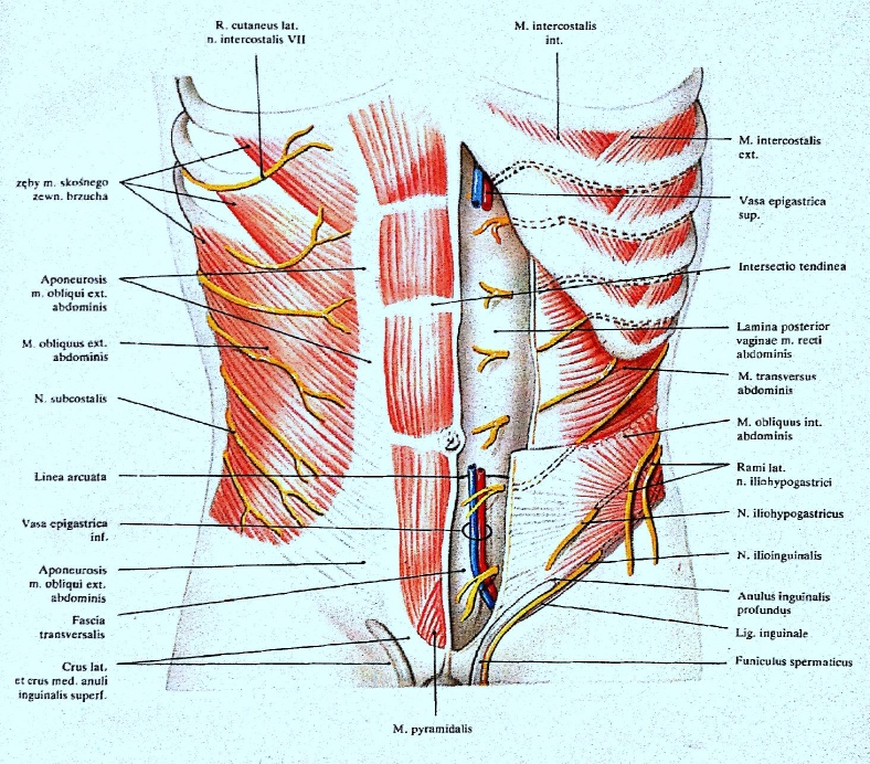 Laparoscopic Appendectomy Anatomy