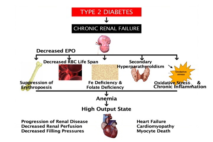 Anemia of Chronic Kidney Disease in Diabetic Patients: Pathophysiologic  Insights and Implications of Recent Clinical Trials | IntechOpen