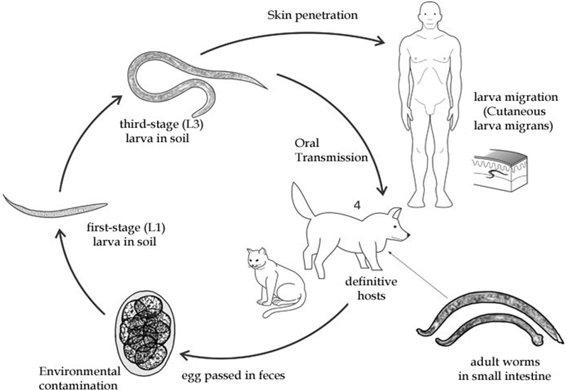 helminth zoonotic diseases)