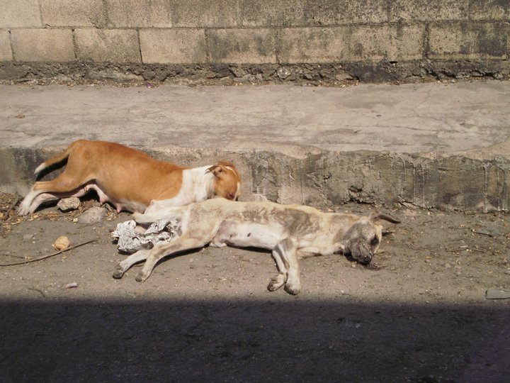 Debate For and Against Euthanasia in the Control of Dog Populations |  IntechOpen