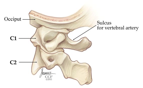 Biomechanics Of The Craniovertebral Junction Intechopen