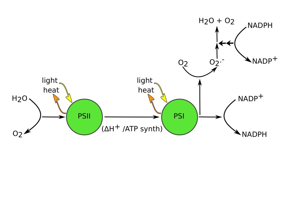 plantlike photosynthesis that releases o2 occurs in