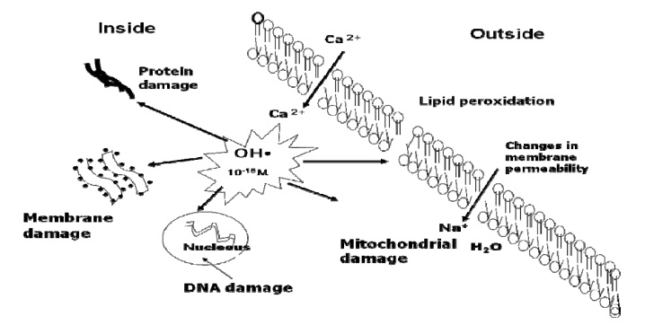 Lipid Peroxidation Chemical Mechanism Biological Implications And Analytical Determination Intechopen