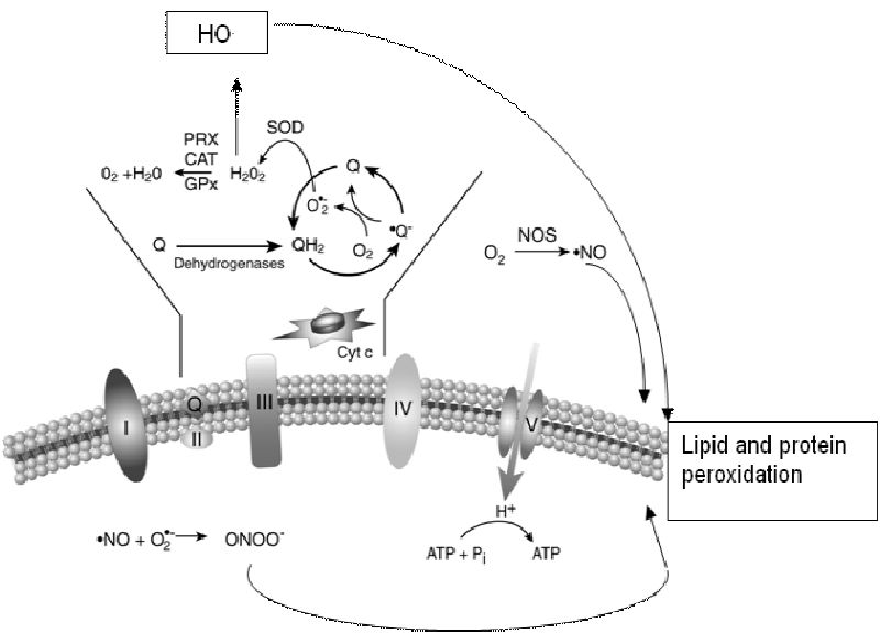 Lipid Peroxidation Chemical Mechanism Biological Implications And Analytical Determination Intechopen