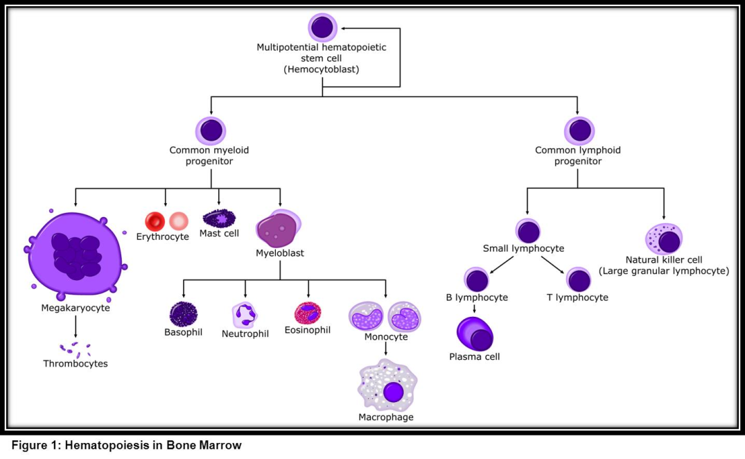 Hematopoietic Stem Cell Chart