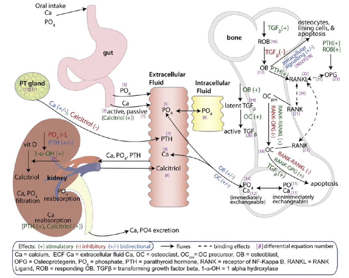 bone physiology and bone remodeling cycle