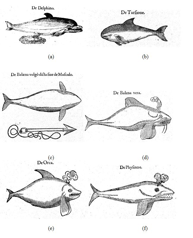 When Whales Became Mammals: The Scientific Journey of Cetaceans From Fish  to Mammals in the History of Science | IntechOpen