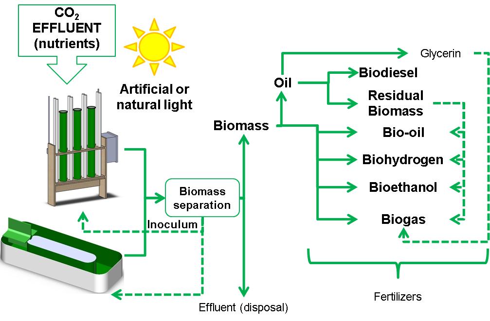 Potential Production of Biofuel from Microalgae Biomass ...
