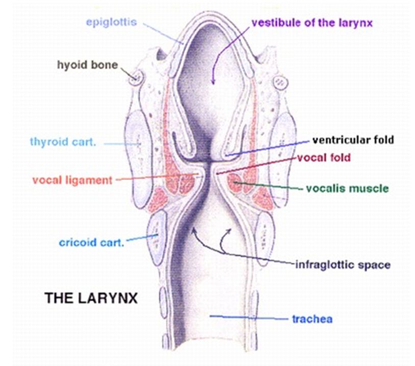 Laryngeal Manifestations of Rheumatoid Arthritis | IntechOpen