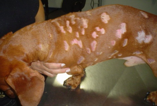 Dermatology in Dogs and Cats | IntechOpen