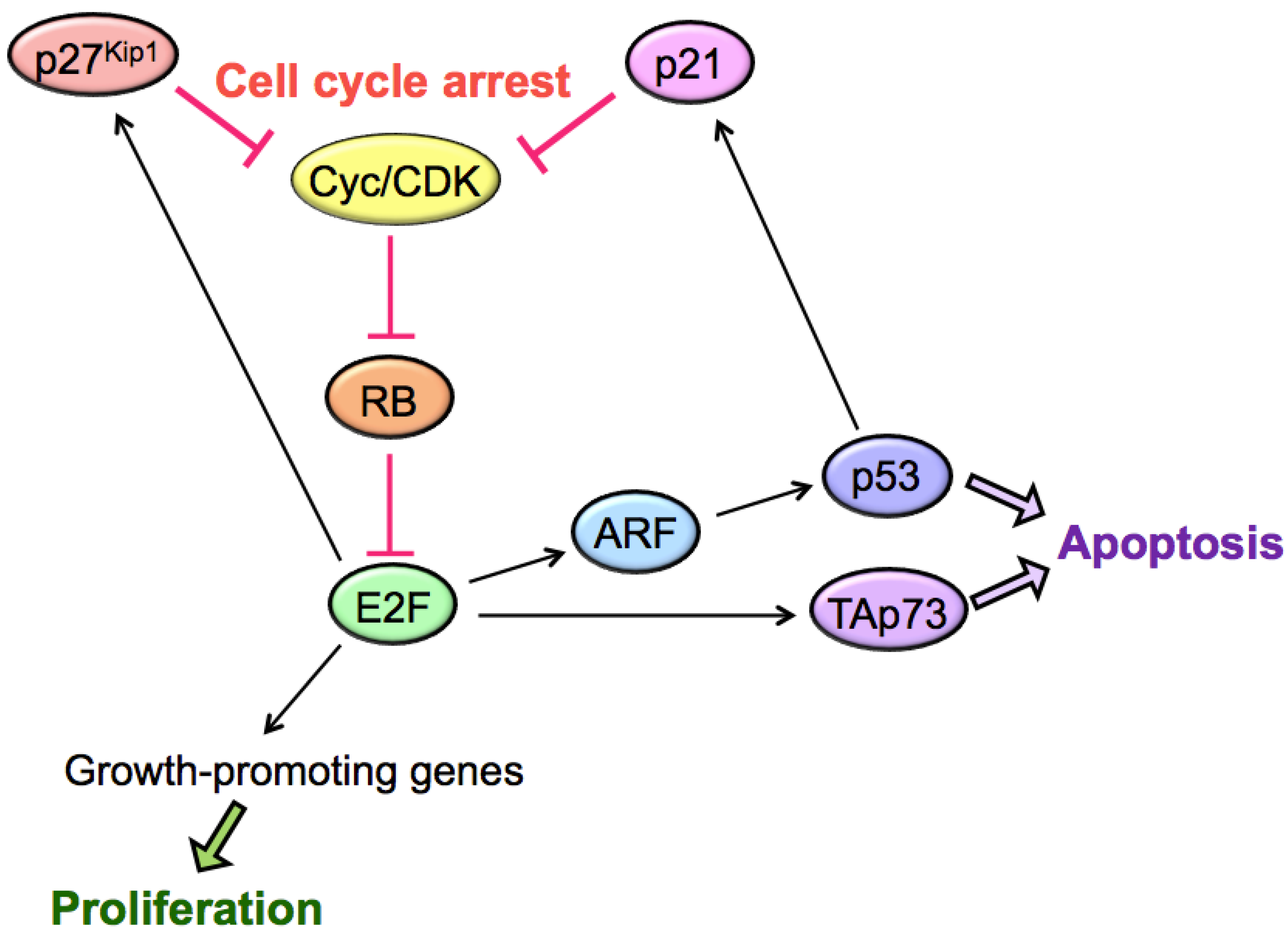 (PDF) Negative regulator of E2F transcription factors 