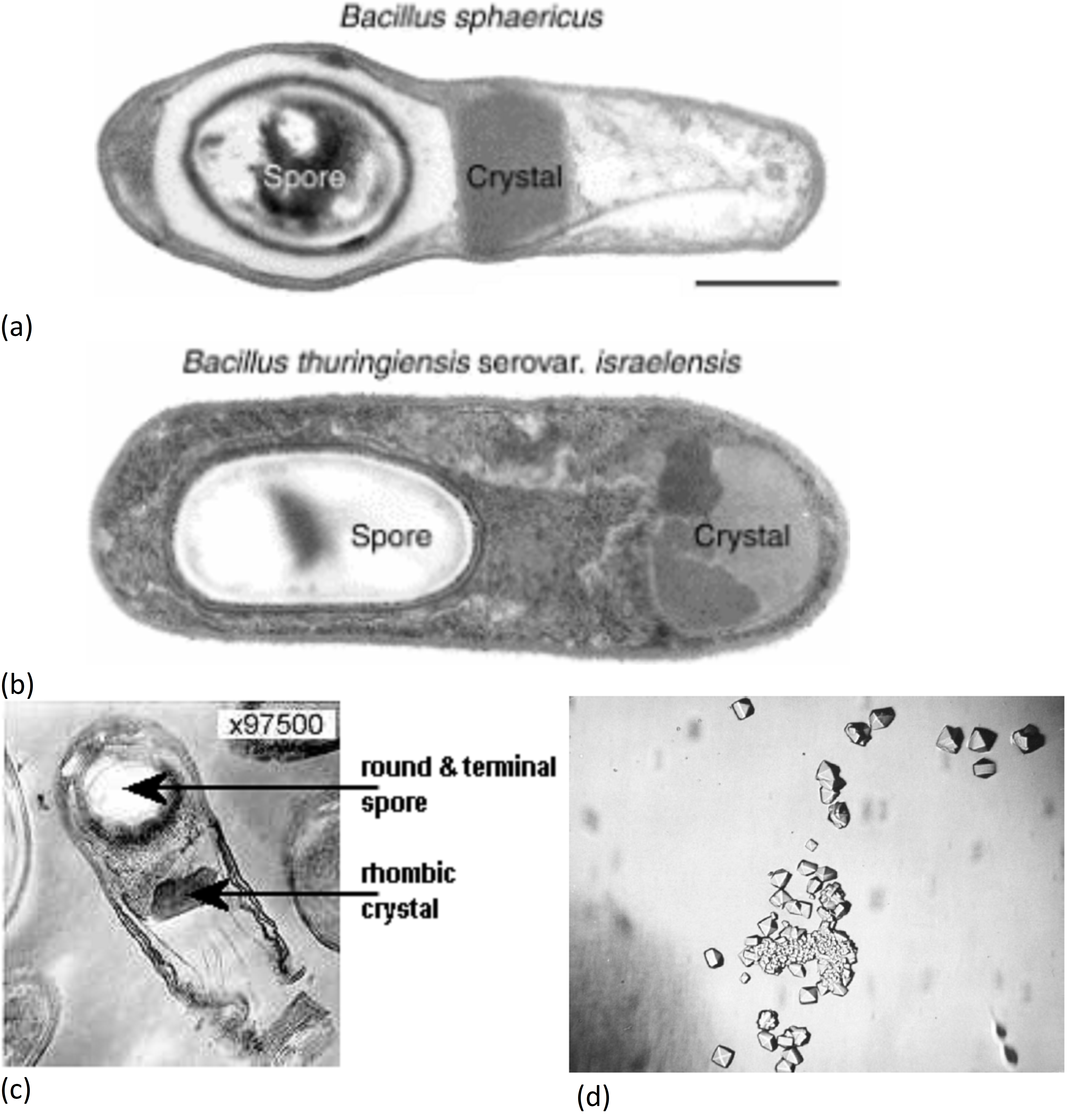 Microorganisms in Biological Pest Control — A Review (Bacterial ...