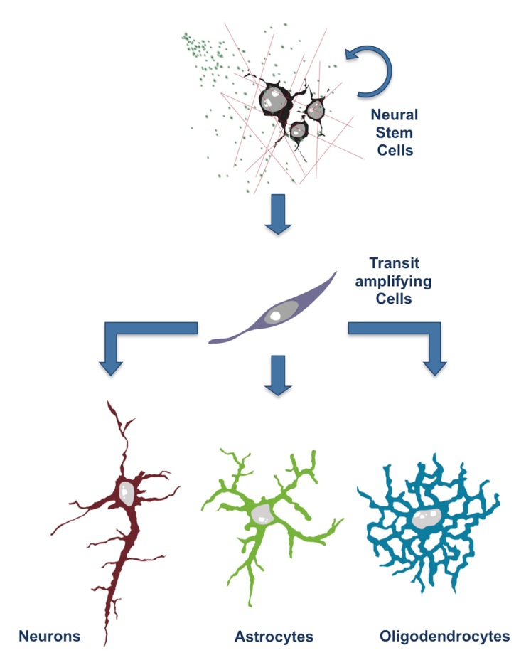 neural stem cells pdf