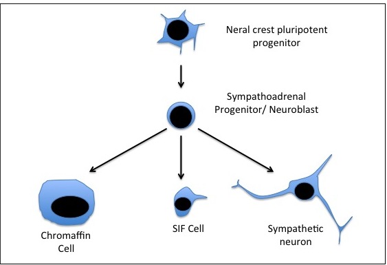 Neurotrophin and Neurotrophin Receptor Involvement in Human Neuroblastoma IntechOpen