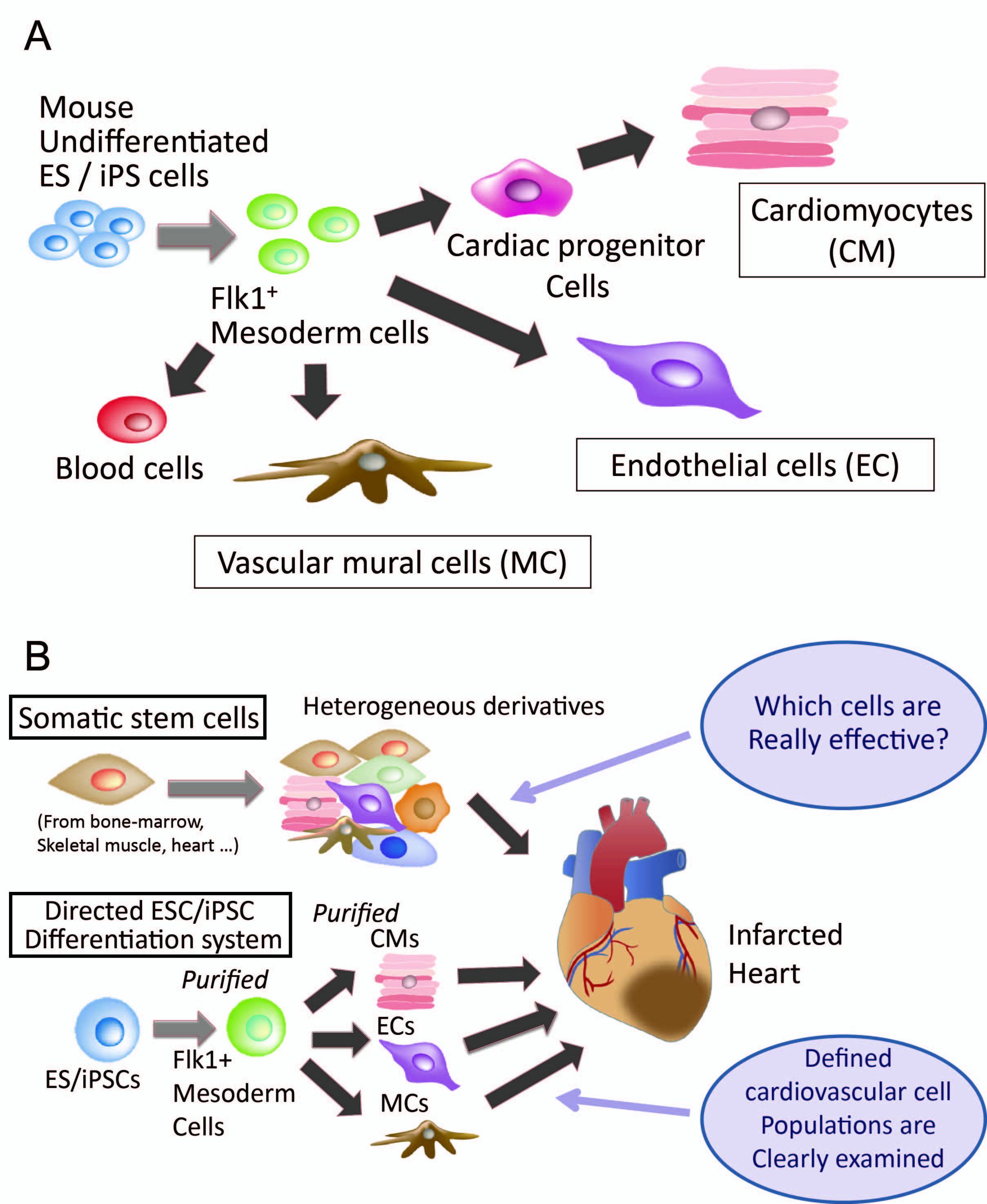 pluripotent stem cells for cardiac cell therapy: the application of
