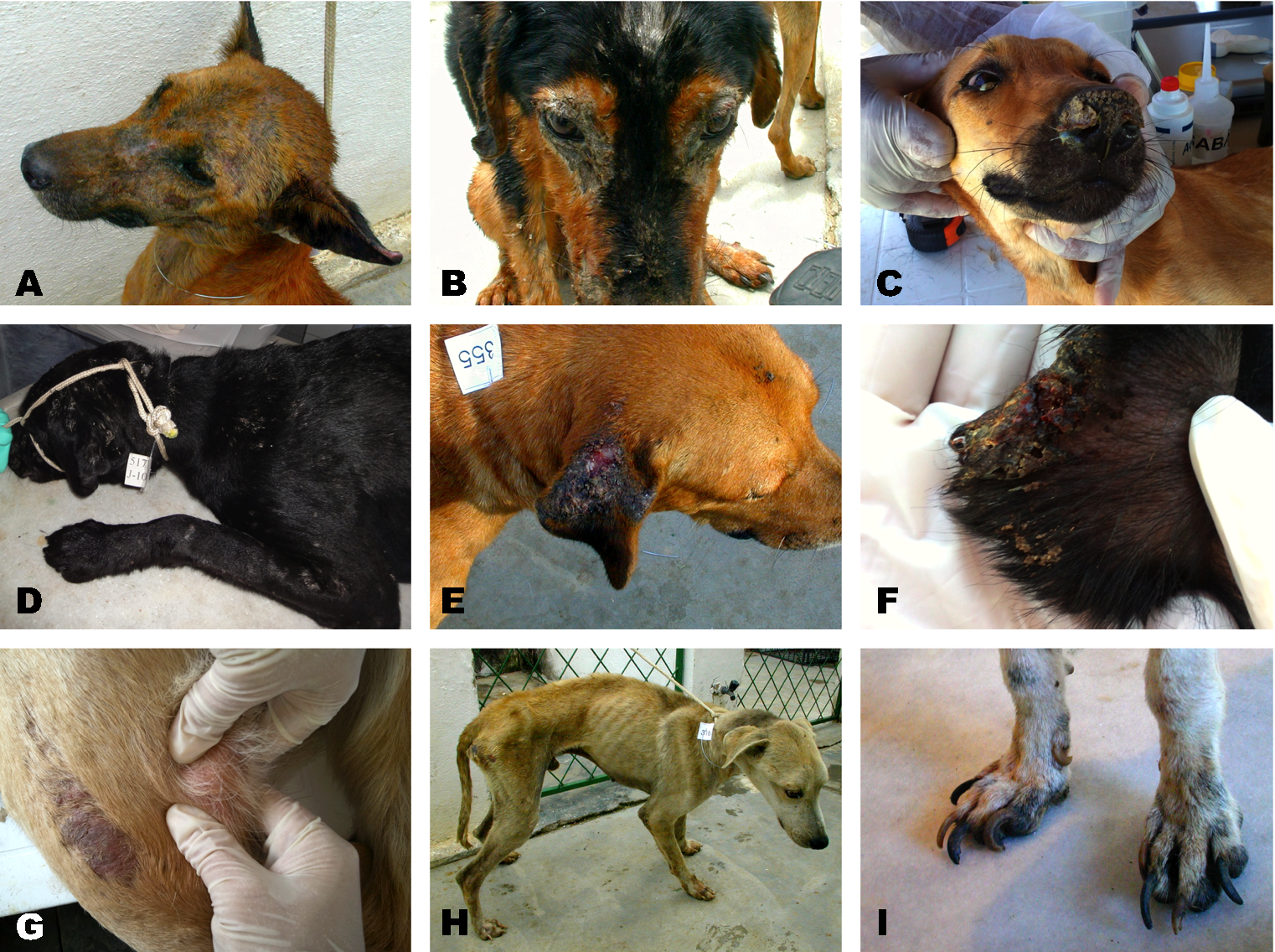 New Advances in the Diagnosis of Canine Visceral Leishmaniasis | IntechOpen