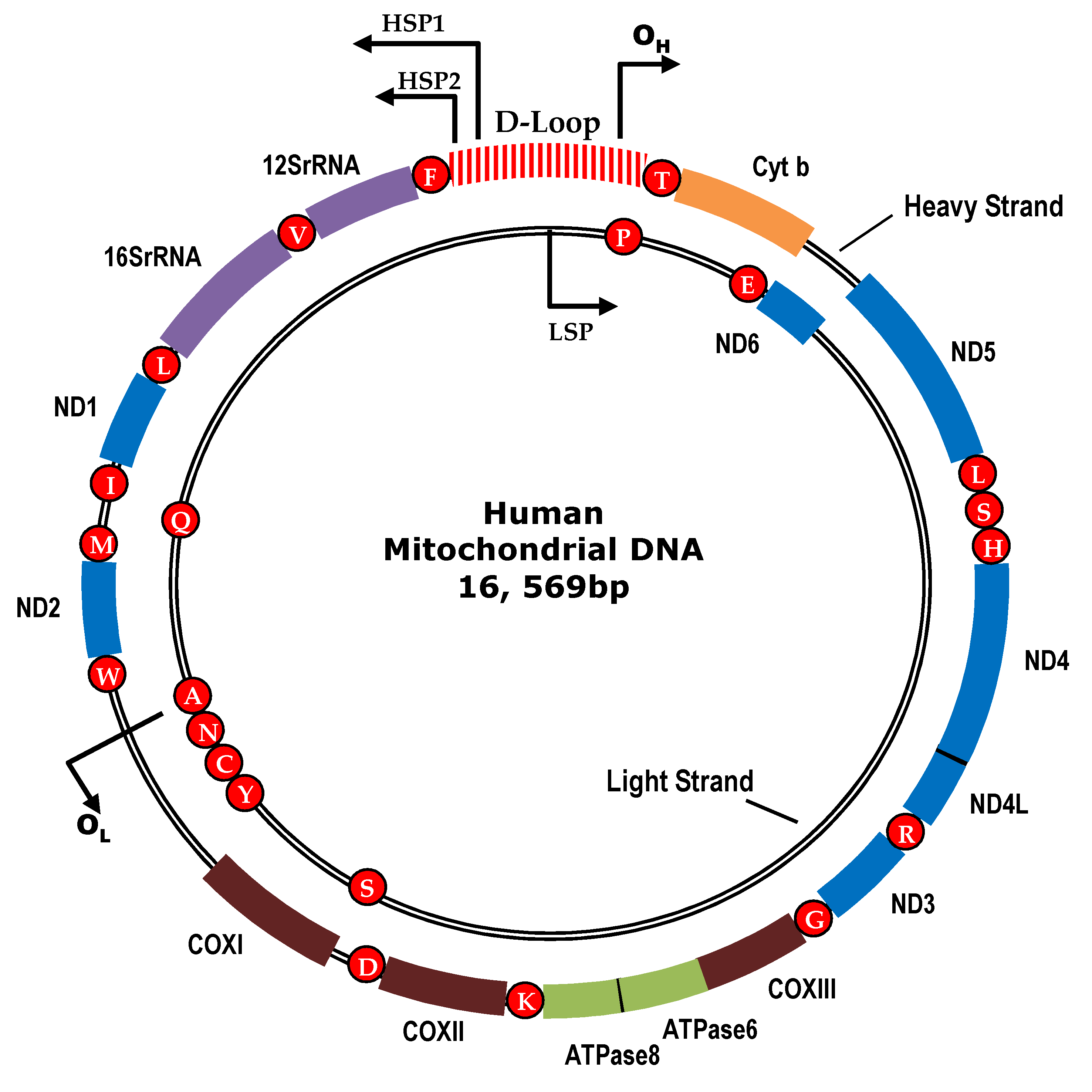 Understanding Mitochondrial DNA in Brain Tumorigenesis | IntechOpen