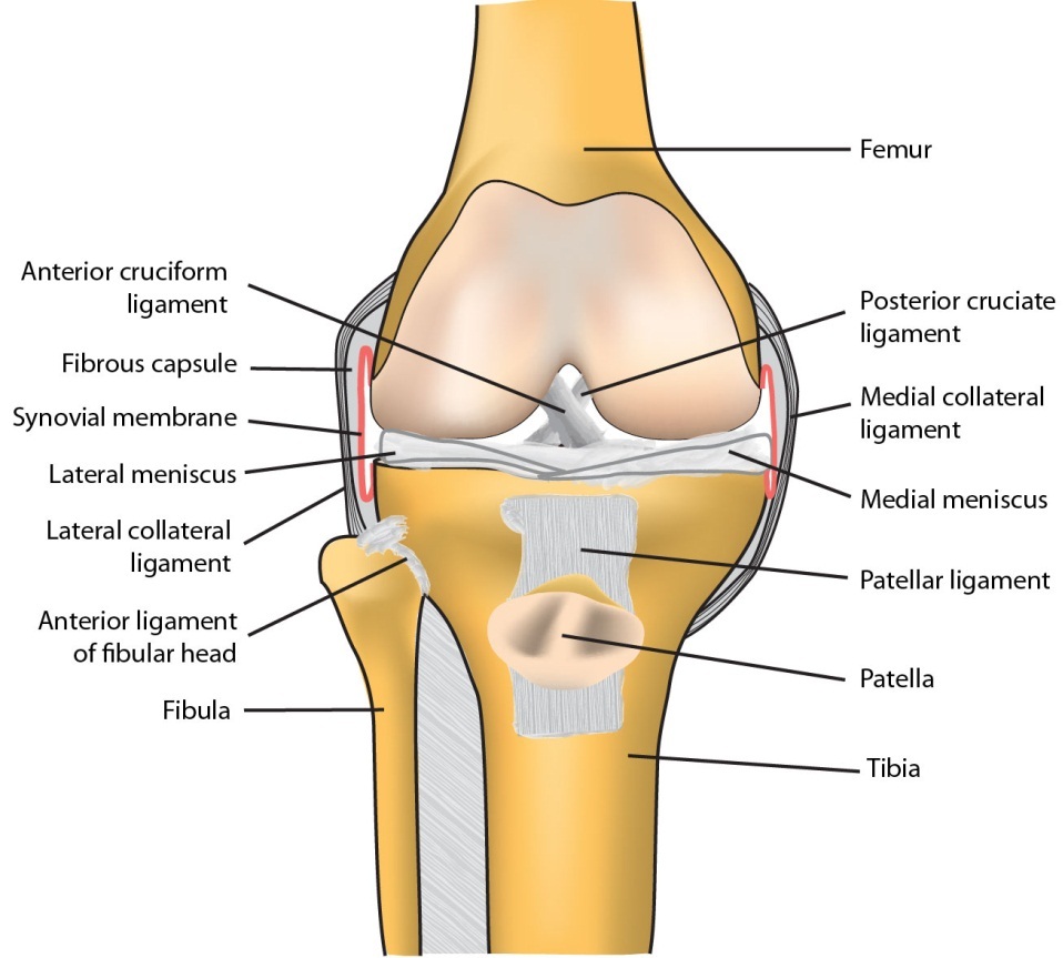 ligament articular