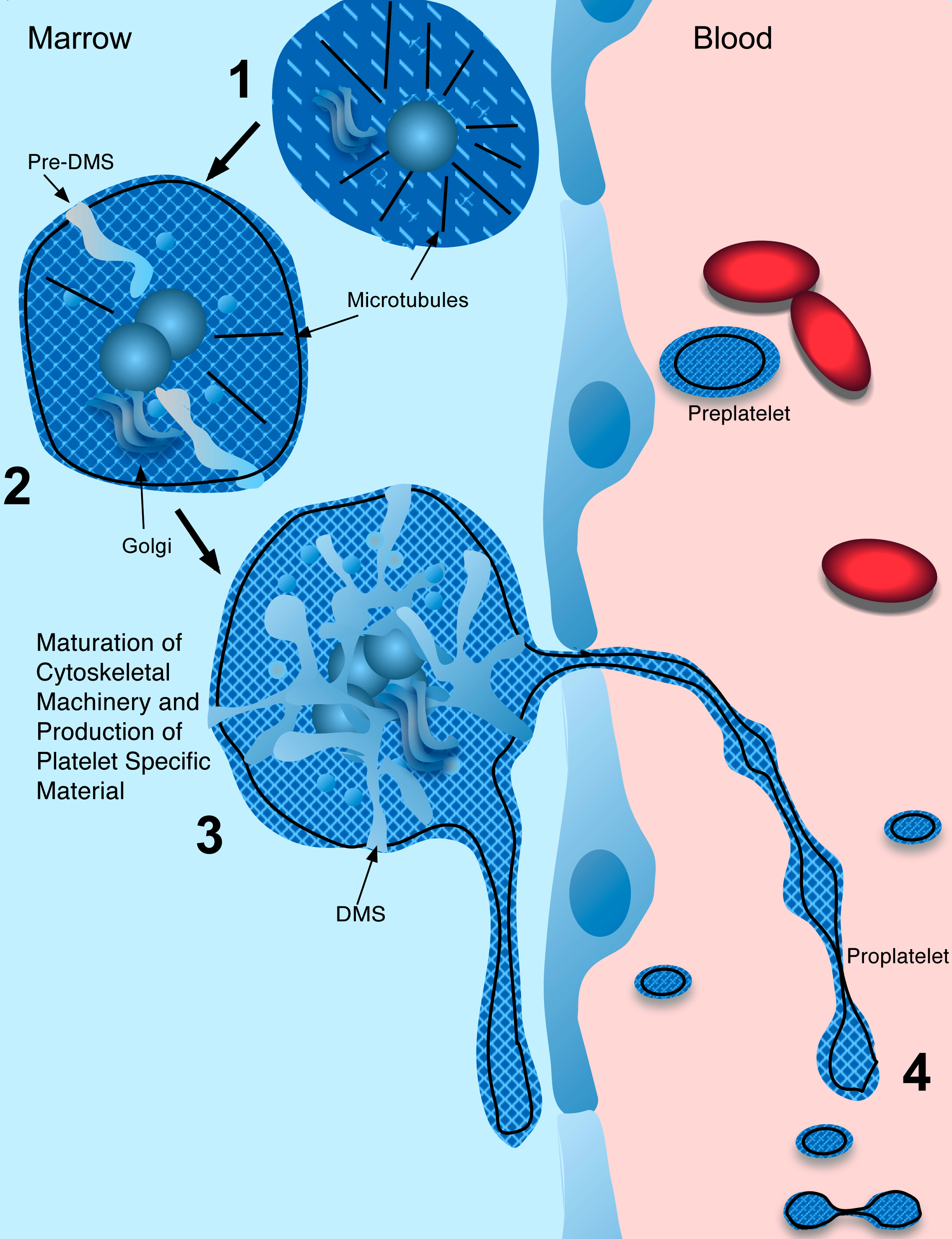 Production And Destruction Of Platelets Intechopen