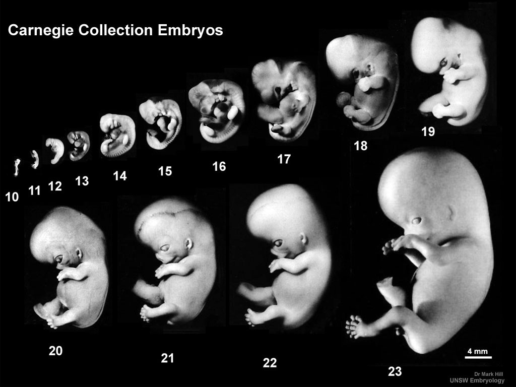 Human Embryology | IntechOpen