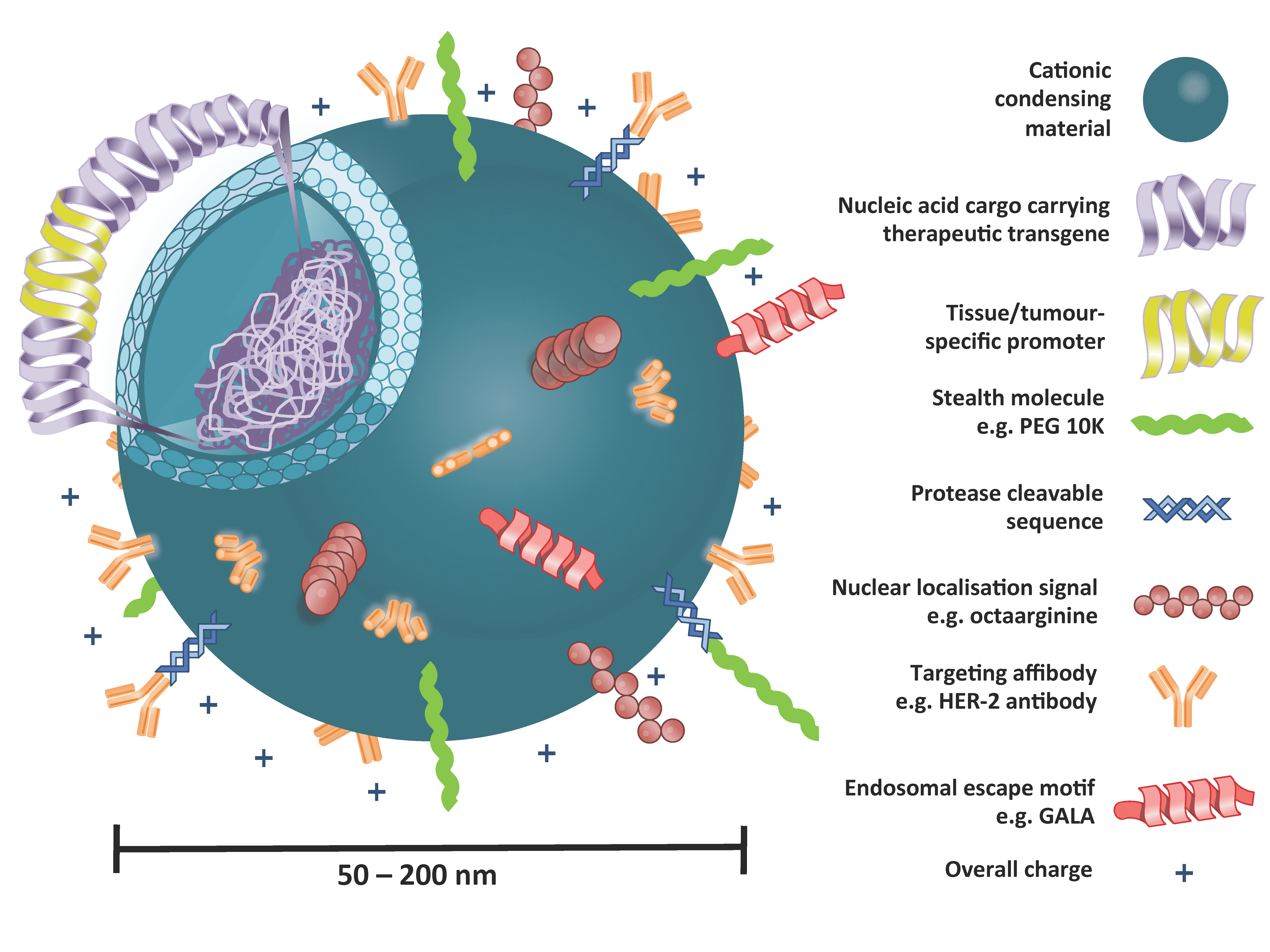Gene therapy and gene delivery systems
