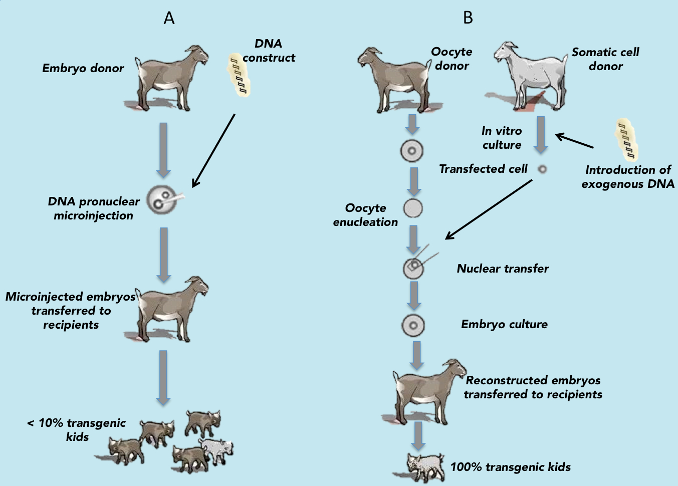 The Use of Reproductive Technologies to Produce Transgenic Goats |  IntechOpen