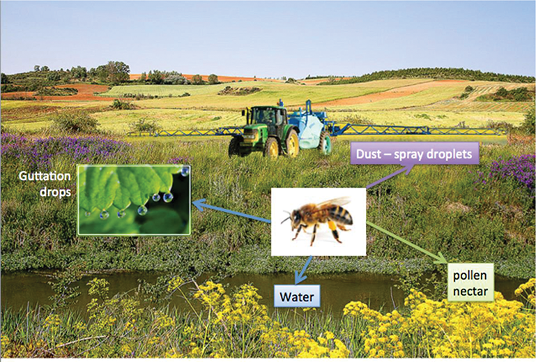 Impacts of Pesticides on Honey Bees | IntechOpen