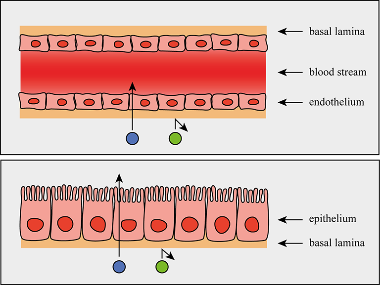 Extracellular Matrix, What Is Basement Membrane Composed Of