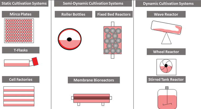Concepts for the Production of Viruses and Viral Vectors in Cell Cultures |  IntechOpen