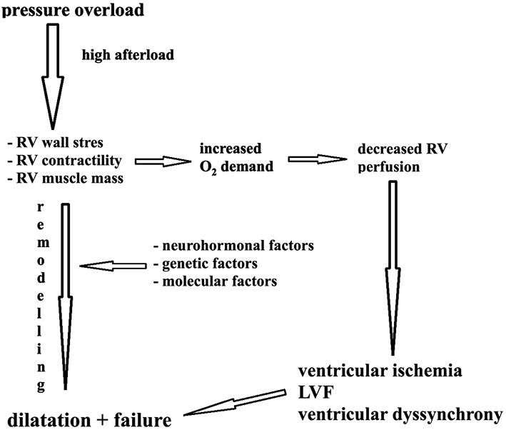 Congestive Heart Failure Pathophysiology Diagram - Free ...