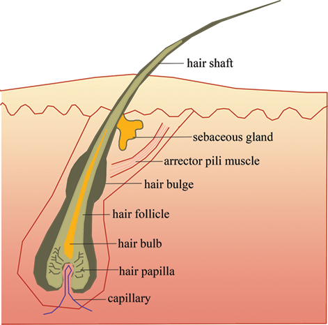Anatomy and Physiology of Hair | IntechOpen