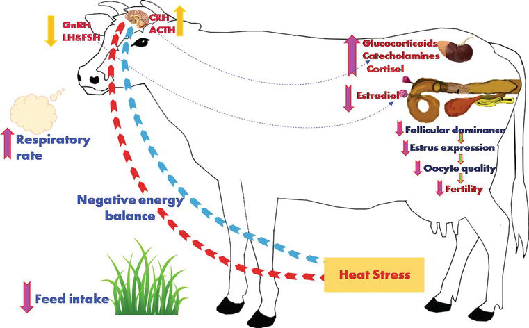 Mitigation of the Heat Stress Impact in Livestock Reproduction | IntechOpen