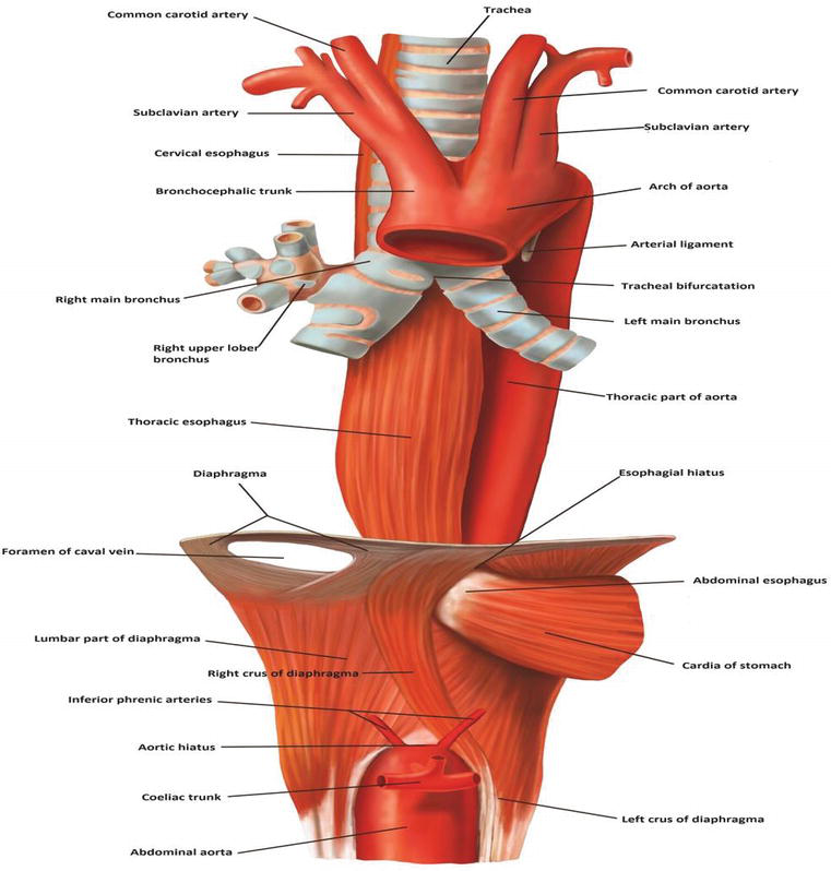 Anatomy Of Esophagus