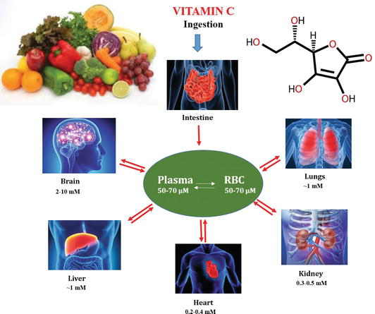 Vitamin C Intake Chart