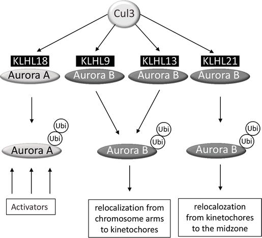 Drugging RB1 Deficiency: Synthetic Lethality with Aurora 