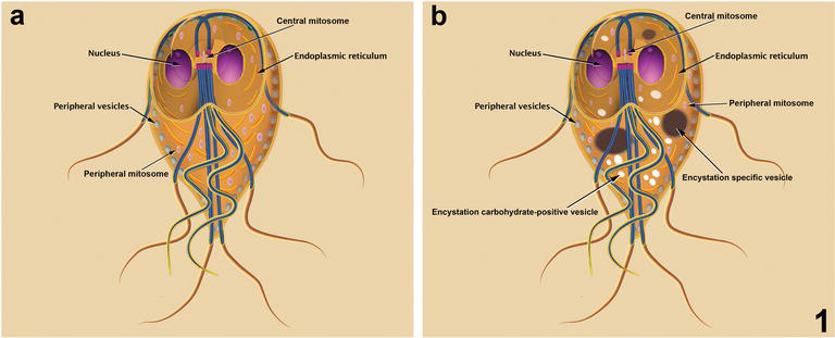 giardia enterica paraziták az emberi testben drogok