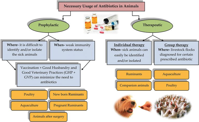 Necessary Usage of Antibiotics in Animals | IntechOpen