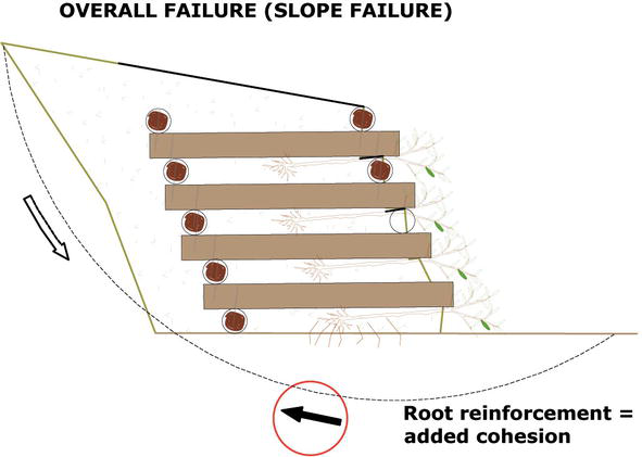 The Use of Bamboo for Erosion Control and Slope Stabilization ...