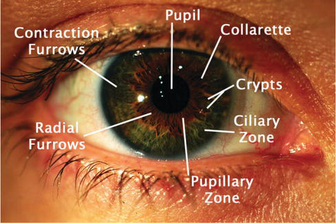 Recognition of Eye Characteristics | IntechOpen