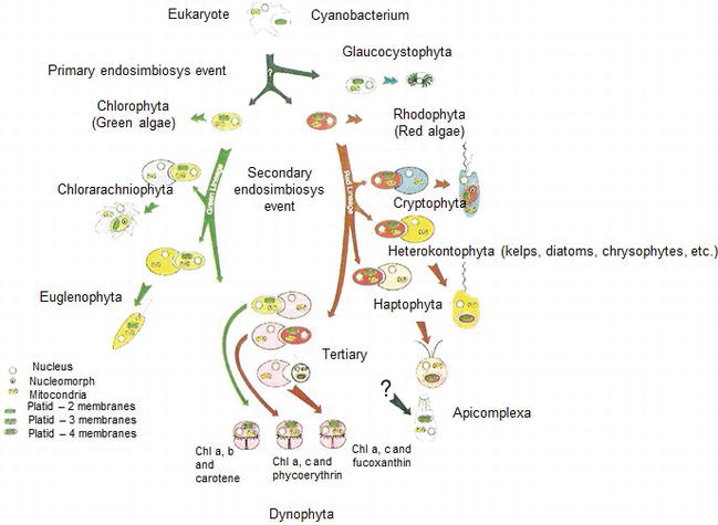 origin of photosynthesis ppt
