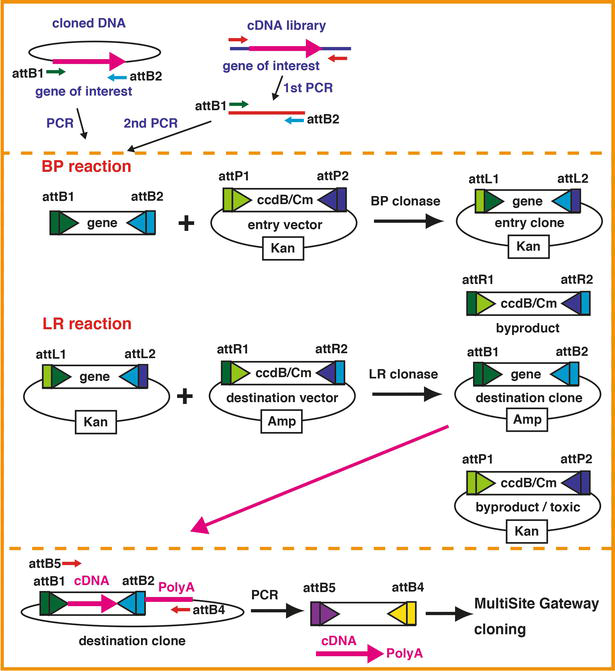 MultiSite Gateway Technology Is Useful for Donor DNA Plasmid Construction  in CRISPR/Cas9-Mediated Knock-In System | IntechOpen