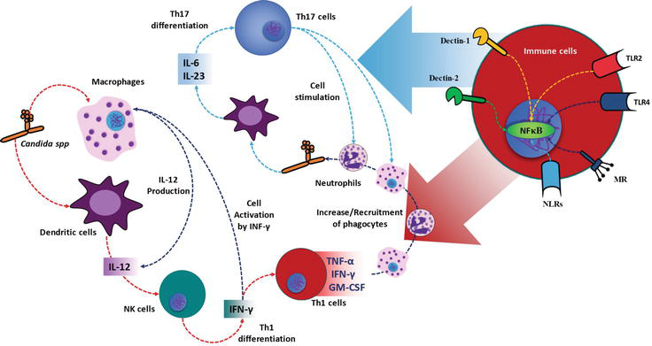 Cytokine Profiling Plays a Crucial Role in Activating Immune ...
