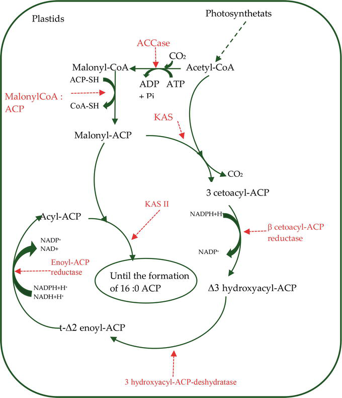 Plant Lipid Metabolism | IntechOpen