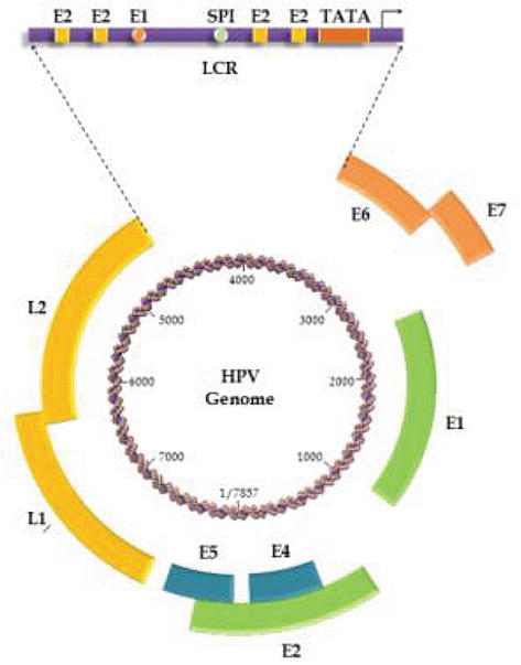 hpv virus genome