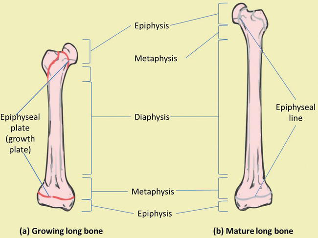 Bone Development And Growth