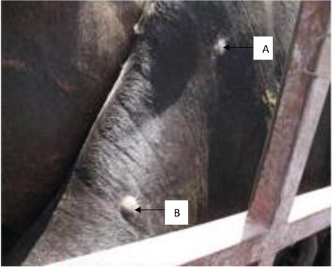Diseases Caused by Bacteria in Cattle: Tuberculosis | IntechOpen