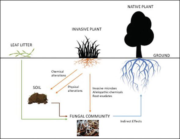 Impacts of Invasive Plants on Soil Fungi and Implications for Restoration |  IntechOpen