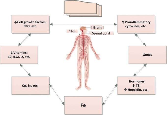 Neurocognitive Dysfunctions in Iron Deficiency Patients | IntechOpen