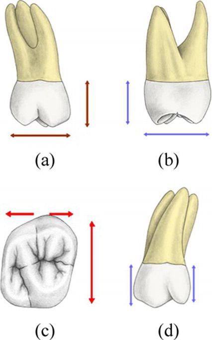 External And Internal Root Canal Anatomy Of The First And Second